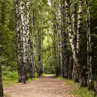 dendrologicheskij-sad-1